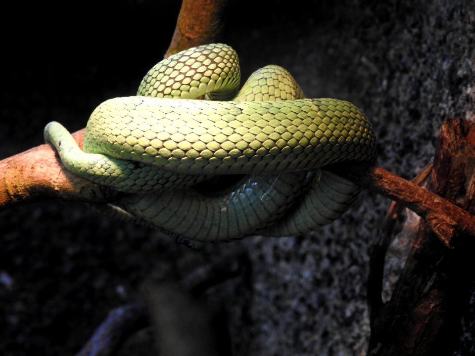 Costa Rica's Spyrogyra and Zoo