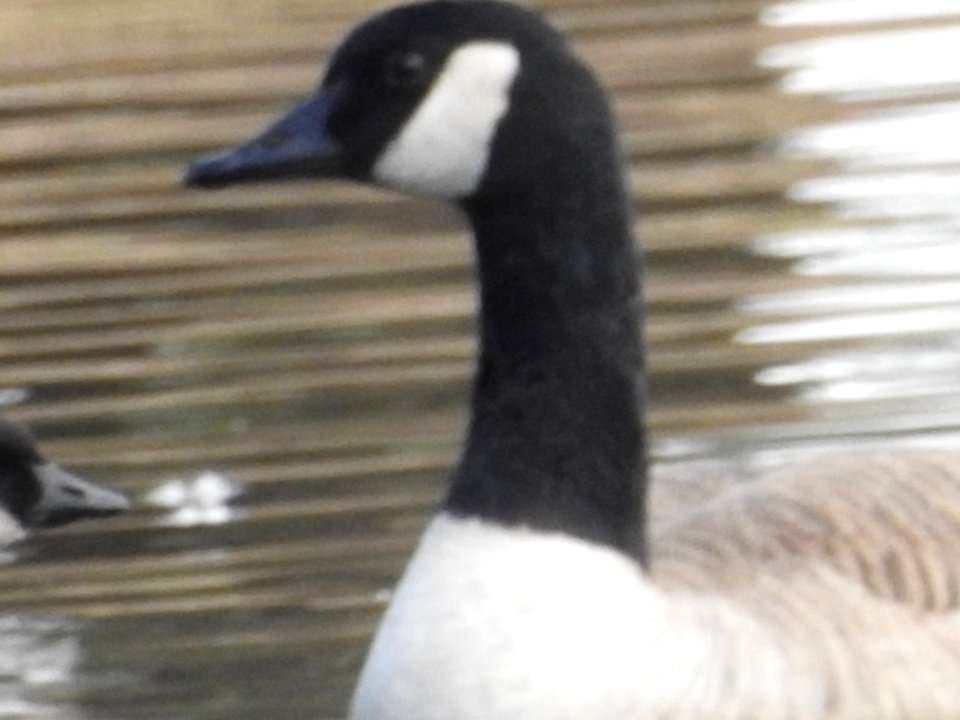 The Canadian Geese from Warren Park