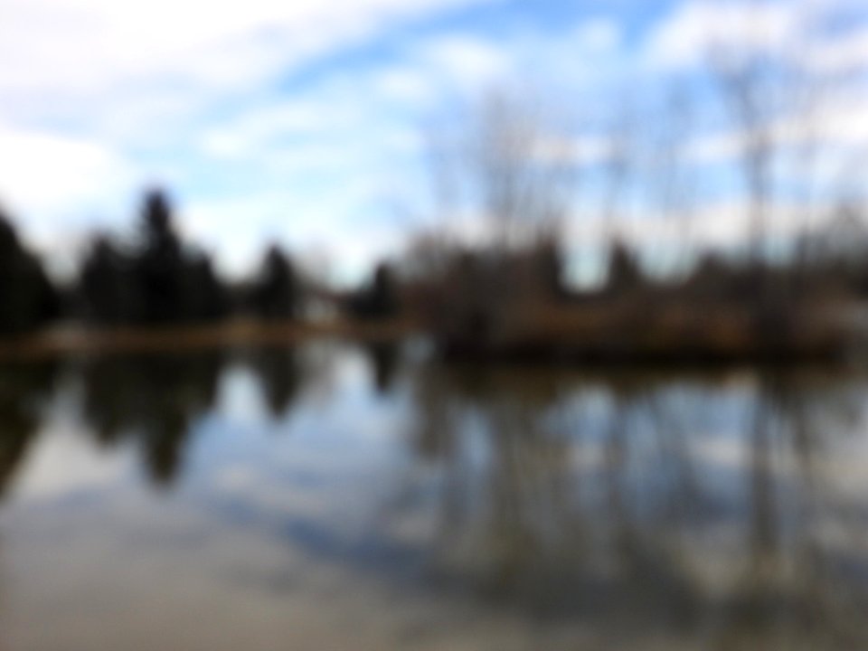 The Canadian Geese from Warren Park