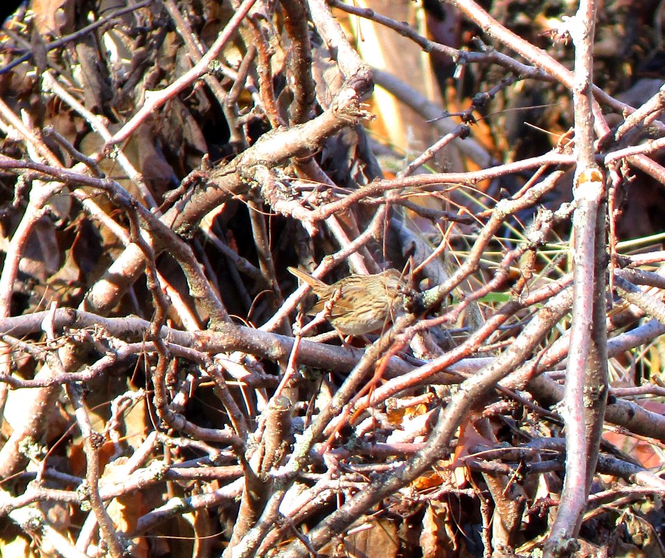 IMG 0463 c Lincoln's Sparrow  Bourbonnais IL 10-28-2014