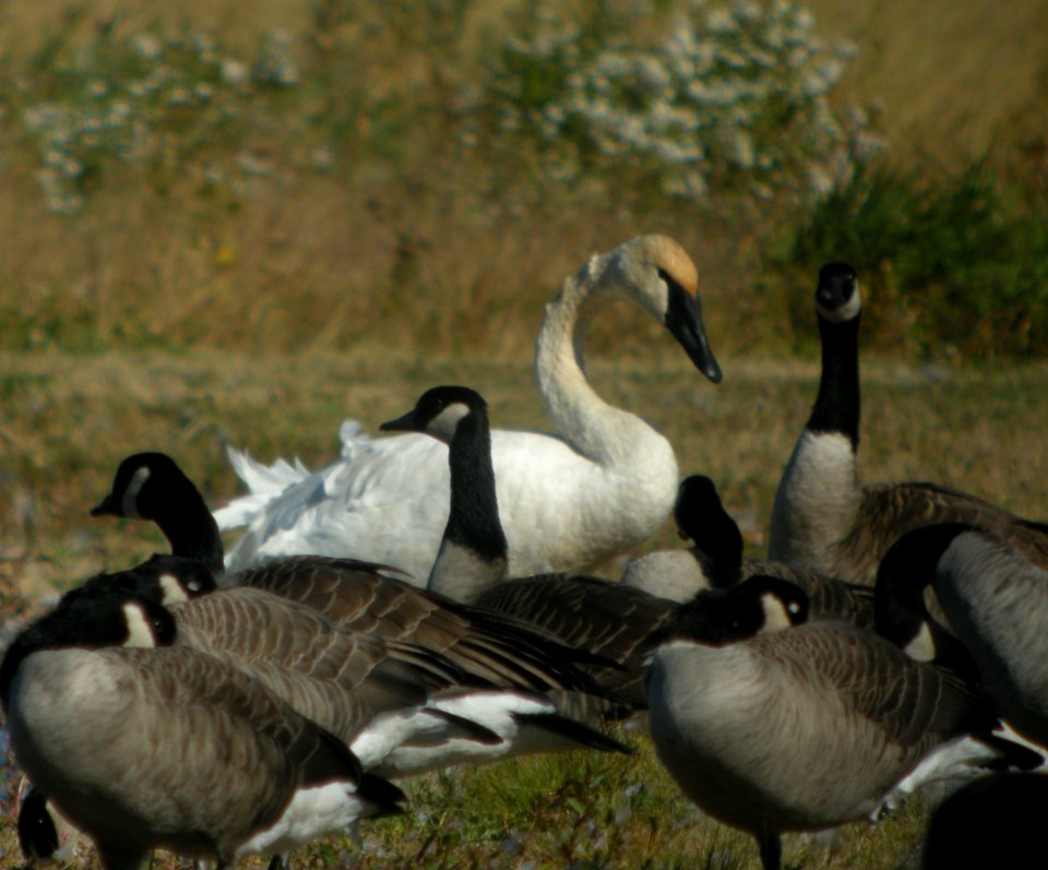 DSCN4524 c Trumpeter Swan  Bourbonnais Twp IL 10-8-2014