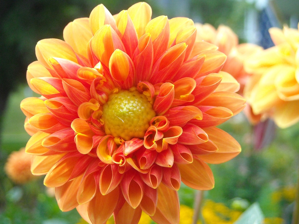 Petal nature blossom