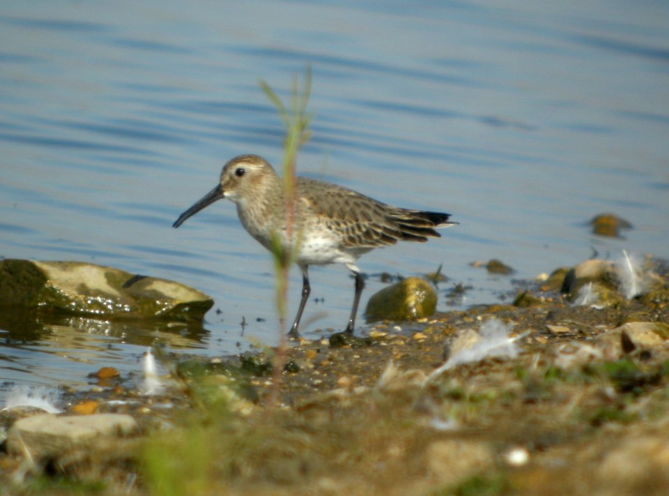 DSCN4640 c Dunlin  Bourbonnais Twp IL 10-24-2014