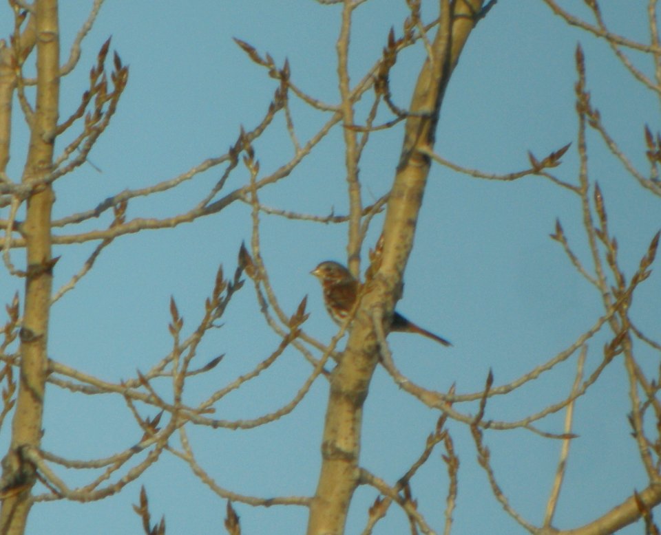 DSCN5024 c Fox Sparrow Braidwood Lake IL 11-30-2014