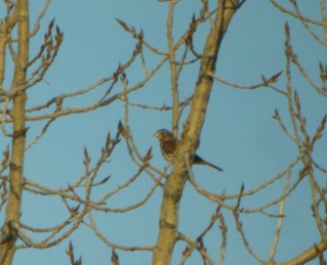 DSCN5024 c Fox Sparrow Braidwood Lake IL 11-30-2014