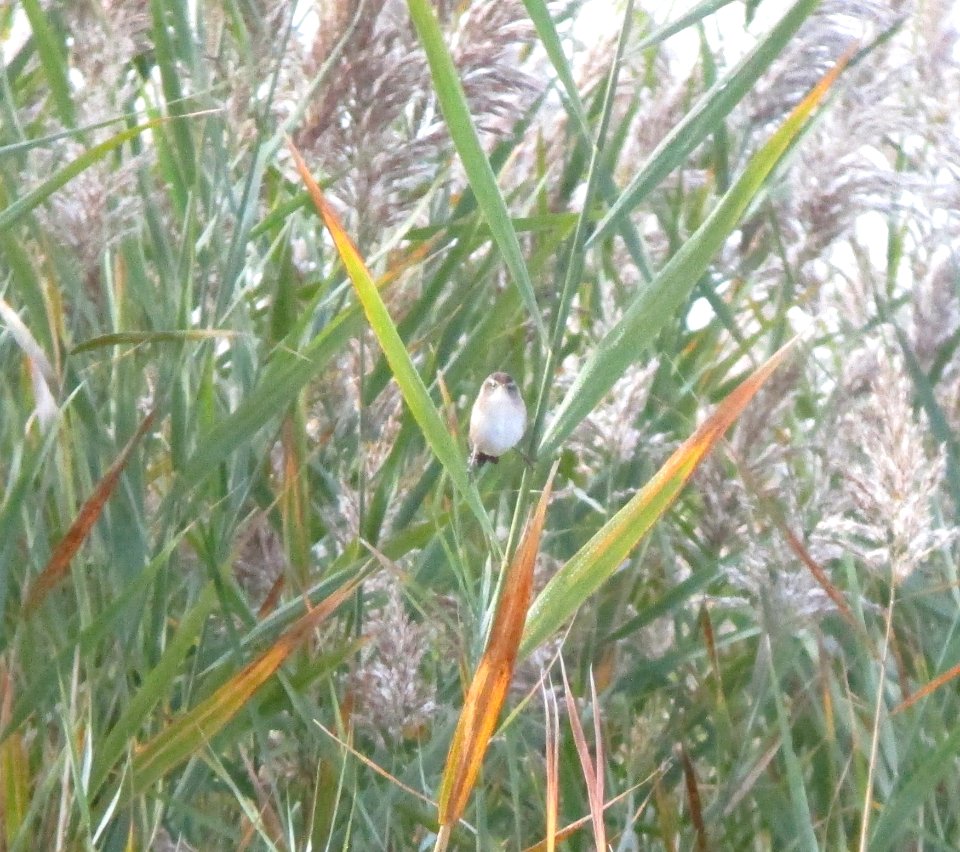IMG 0292 c Marsh Wren TNC Kankakee Sands IN 10-11-2014