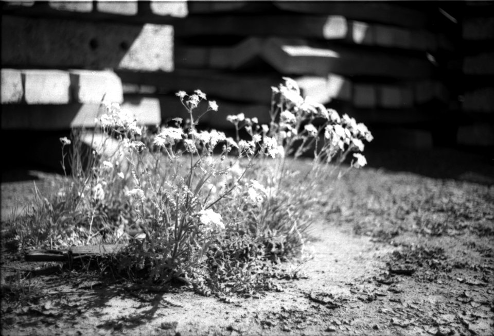 Praktica BC1 - Yellow Flowers