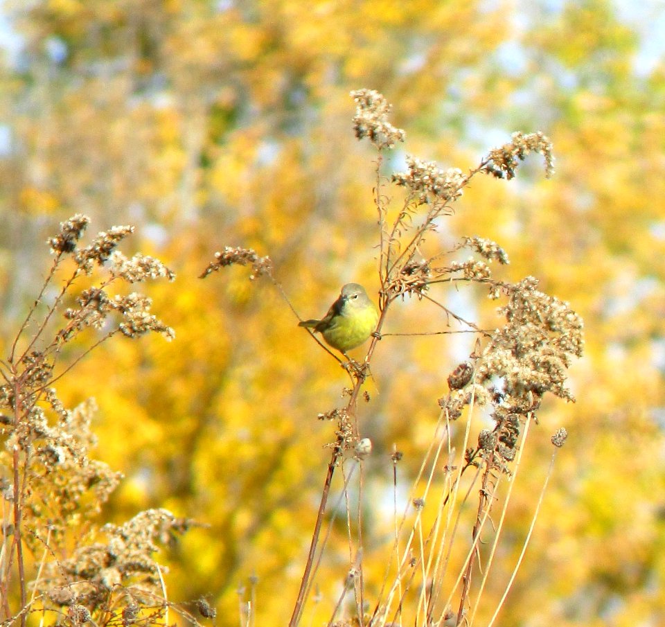 IMG 0427 c Orange-crowned Warbler  Bourbonnais IL 10-22-2014