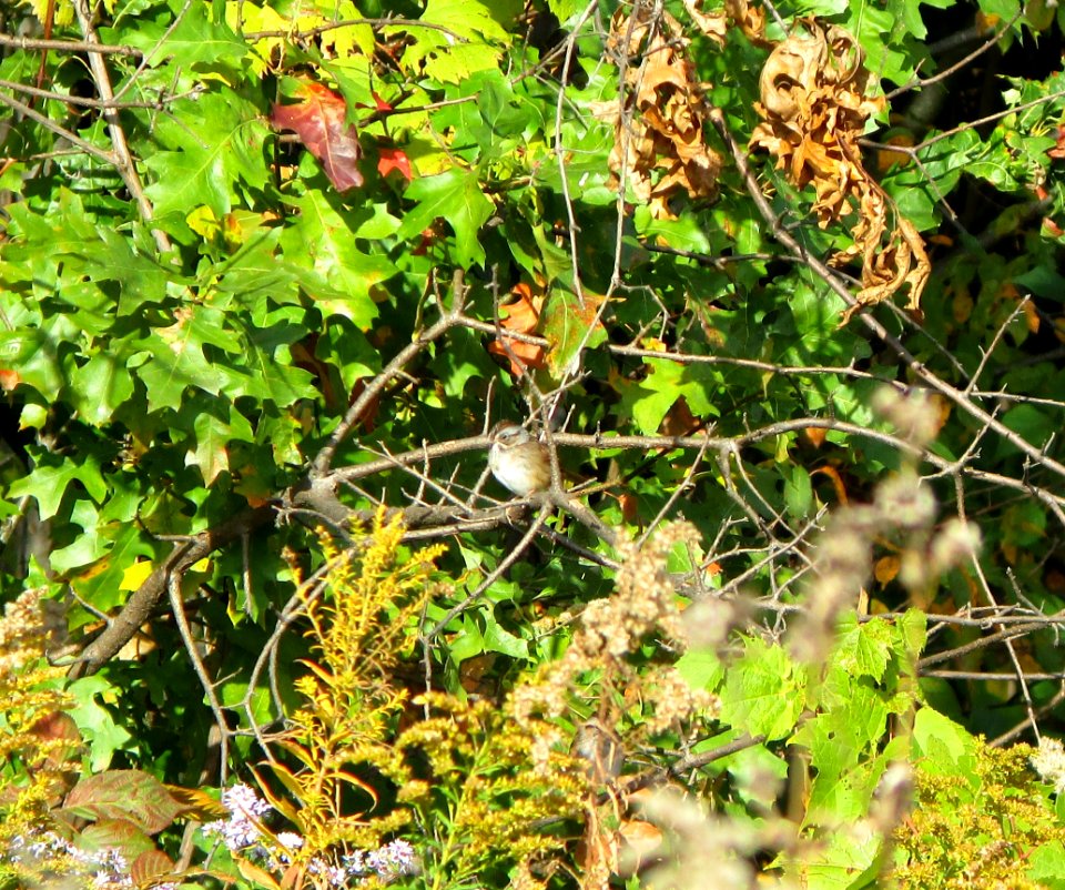 IMG 0289 c Swamp Sparrow  Bourbonnais IL 10-10-2014
