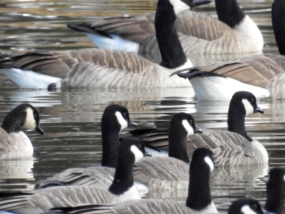 The Canadian Geese from Warren Park