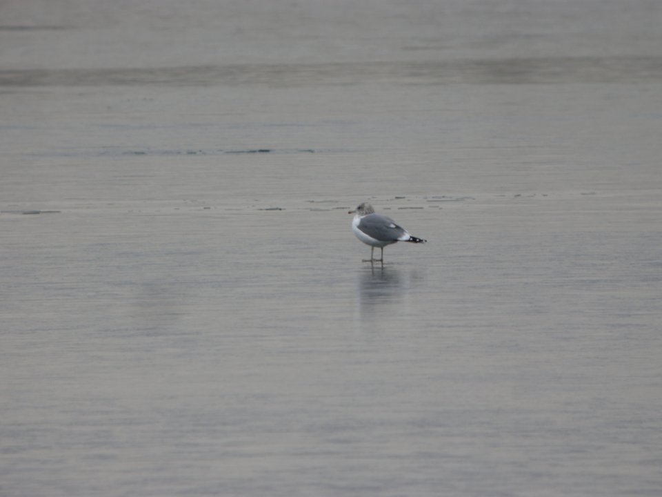 DSCN5272 California Gull Cherry Creek SP CO 12-9-2014