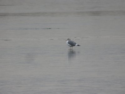 DSCN5272 California Gull Cherry Creek SP CO 12-9-2014