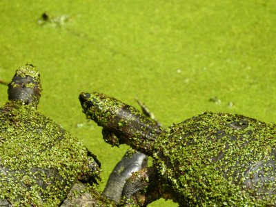 Costa Rica's Spyrogyra and Zoo