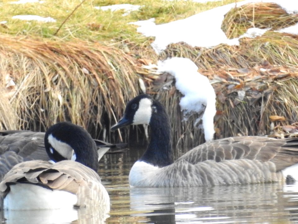 The Canadian Geese from Warren Park