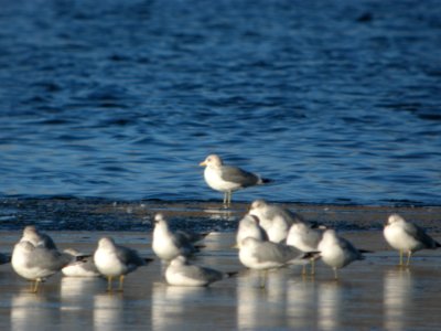 DSCN5345 California Gull Cherry Creek SP CO 12-12-2014