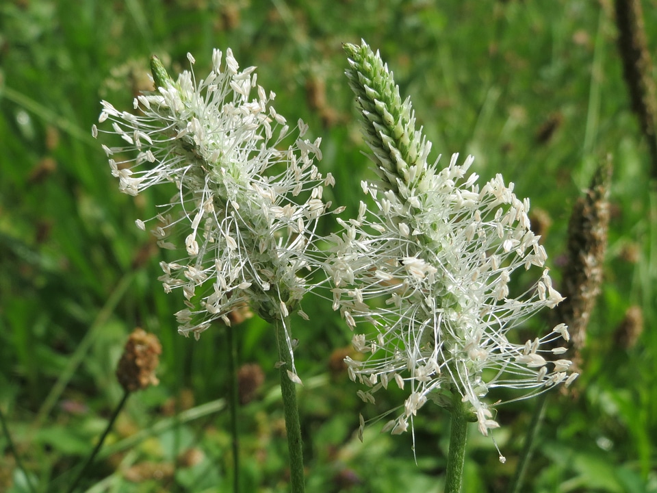 Inflorescence flora blossom