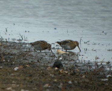DSCN4823 c Wilson's Snipe  Bourbonnais Twp IL 11-9-2014