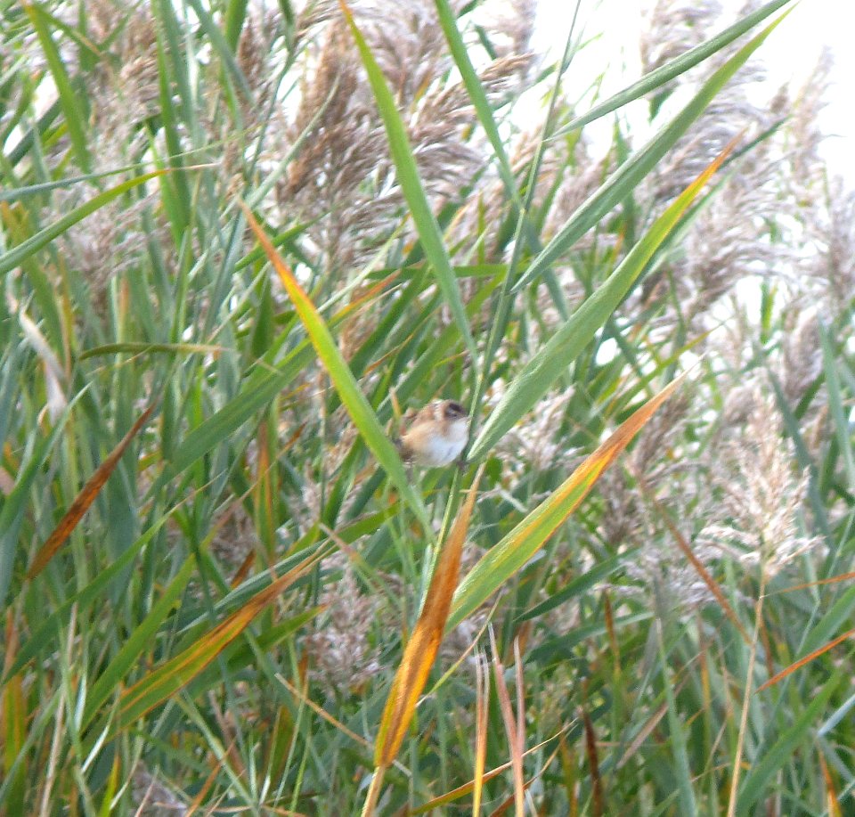 IMG 0294 c Marsh Wren TNC Kankakee Sands IN 10-11-2014