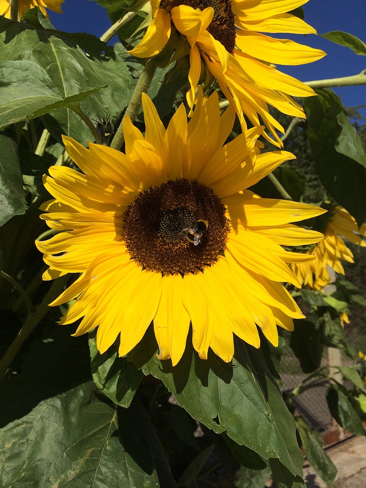 Yellow nature summer