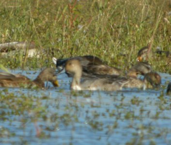 DSCN4533 c Northern Pintail  Bourbonnais Twp IL 10-8-2014