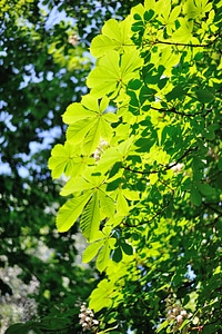 Leaves ukraine nature