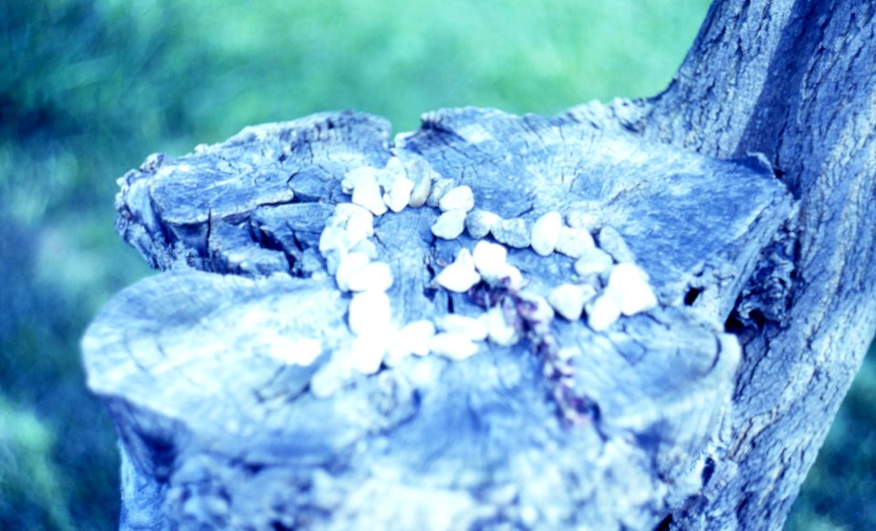 Praktica MTL 5 + Helios 44-2 2/58 - Heart of Stones photo