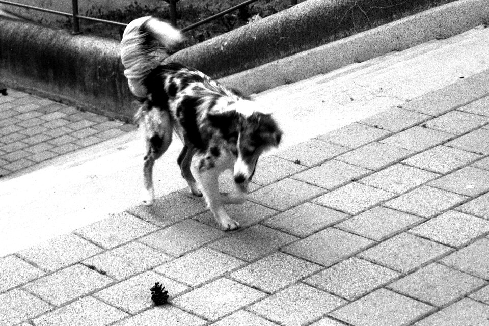 Olympus Mju II - Doggie