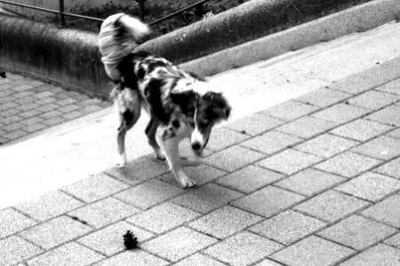 Olympus Mju II - Doggie