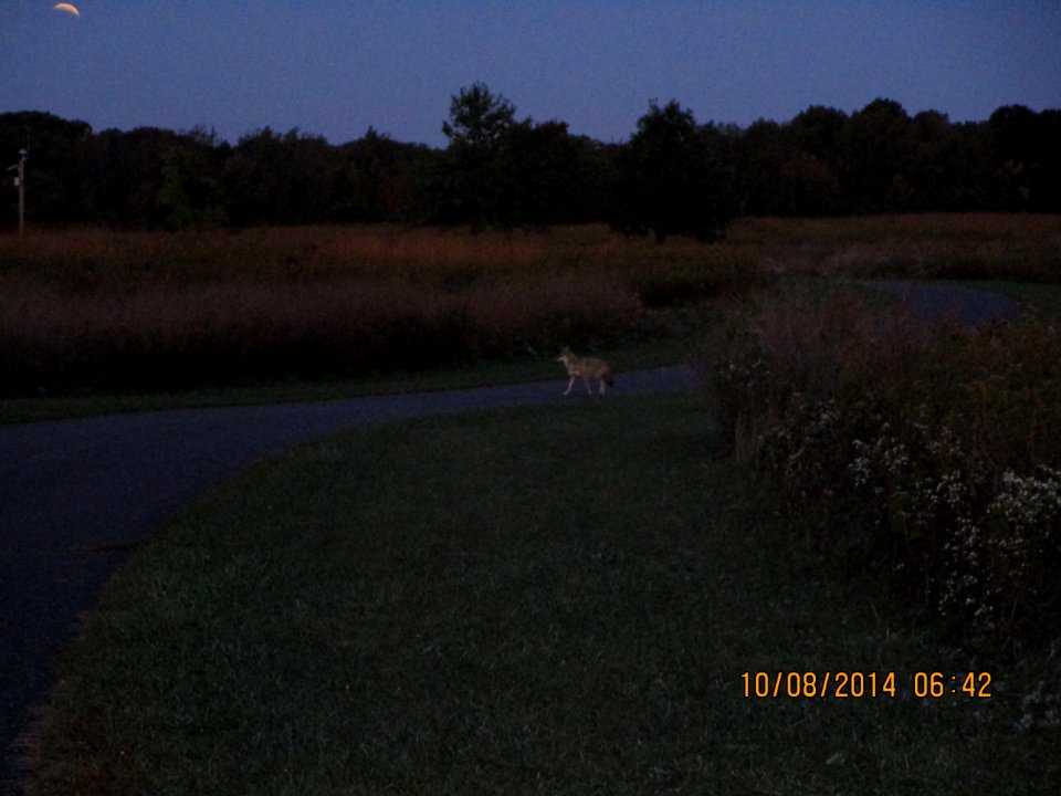 IMG 0263 Coyote  Bourbonnais IL 10-8-2014 (Note Lunar Eclipse in Upper Left Corner)