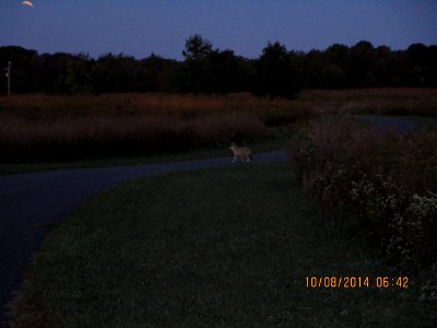 IMG 0263 Coyote  Bourbonnais IL 10-8-2014 (Note Lunar Eclipse in Upper Left Corner)