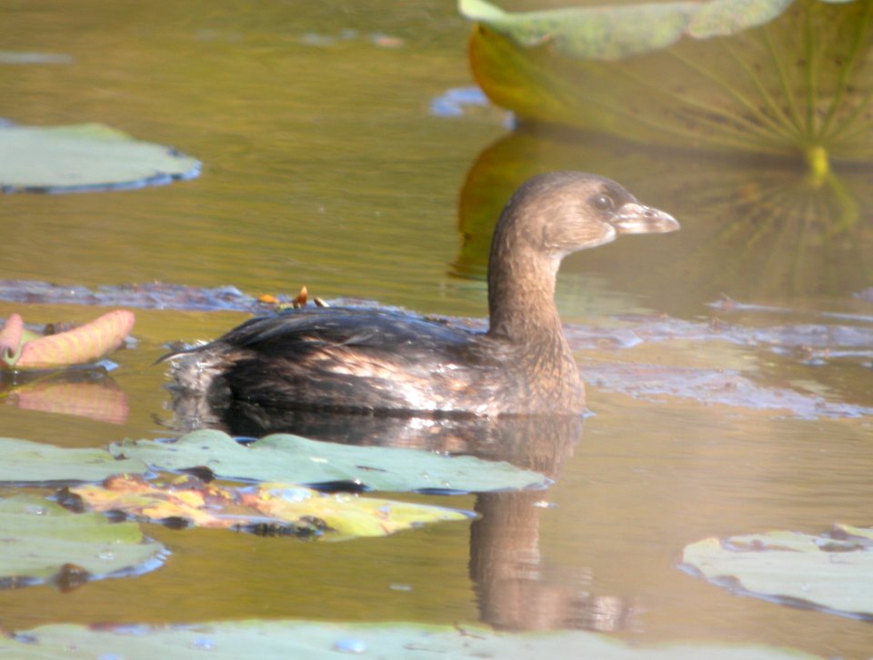 DSCN4499 c Pied-billed Grebe LaSalle FWA IN 10-5-2014