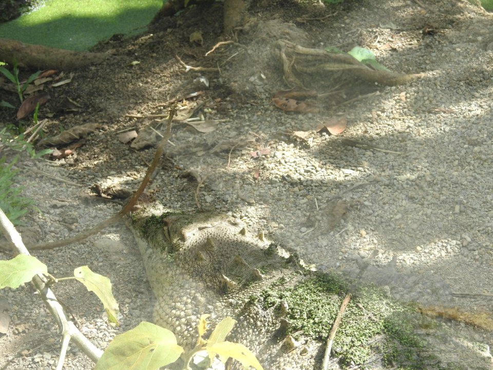 Costa Rica's Spyrogyra and Zoo