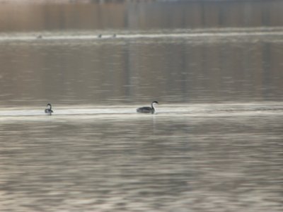 DSCN5261 Western Grebe Cherry Creek SP CO 12-9-2014