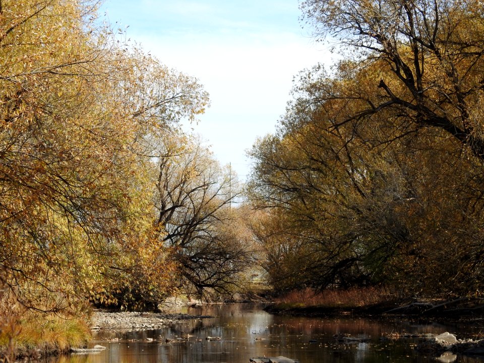Springer Natural Area - Fort Collins.