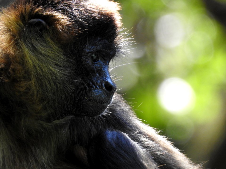 Costa Rica's Spyrogyra and Zoo