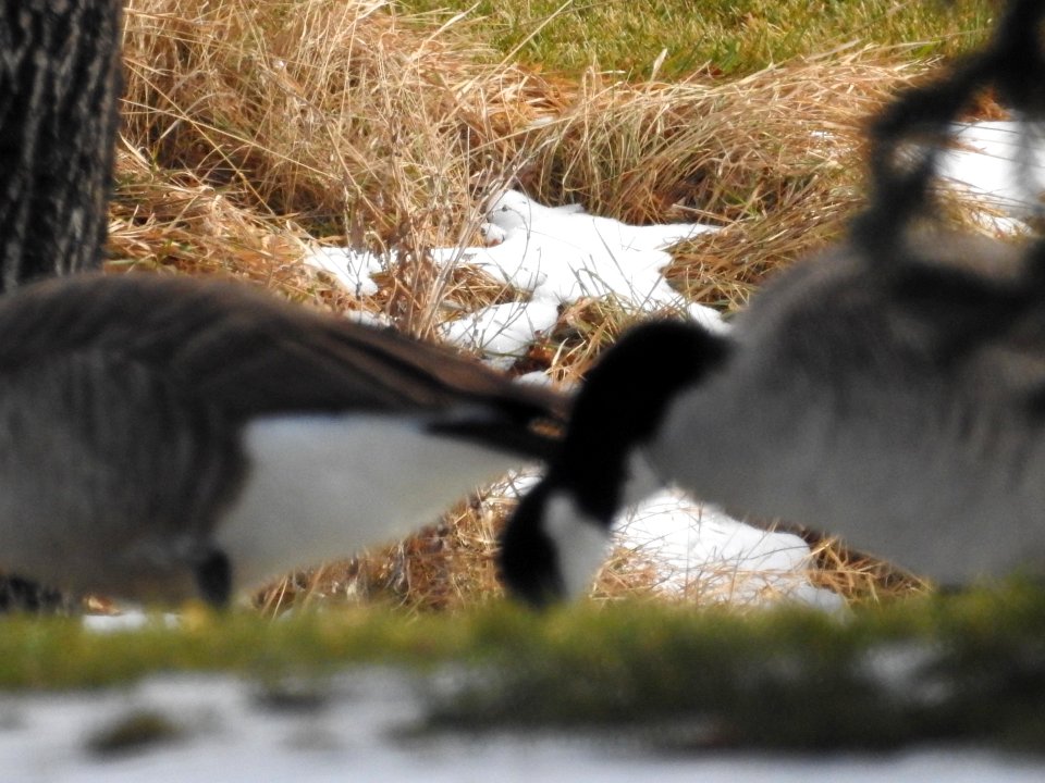 The Canadian Geese from Warren Park