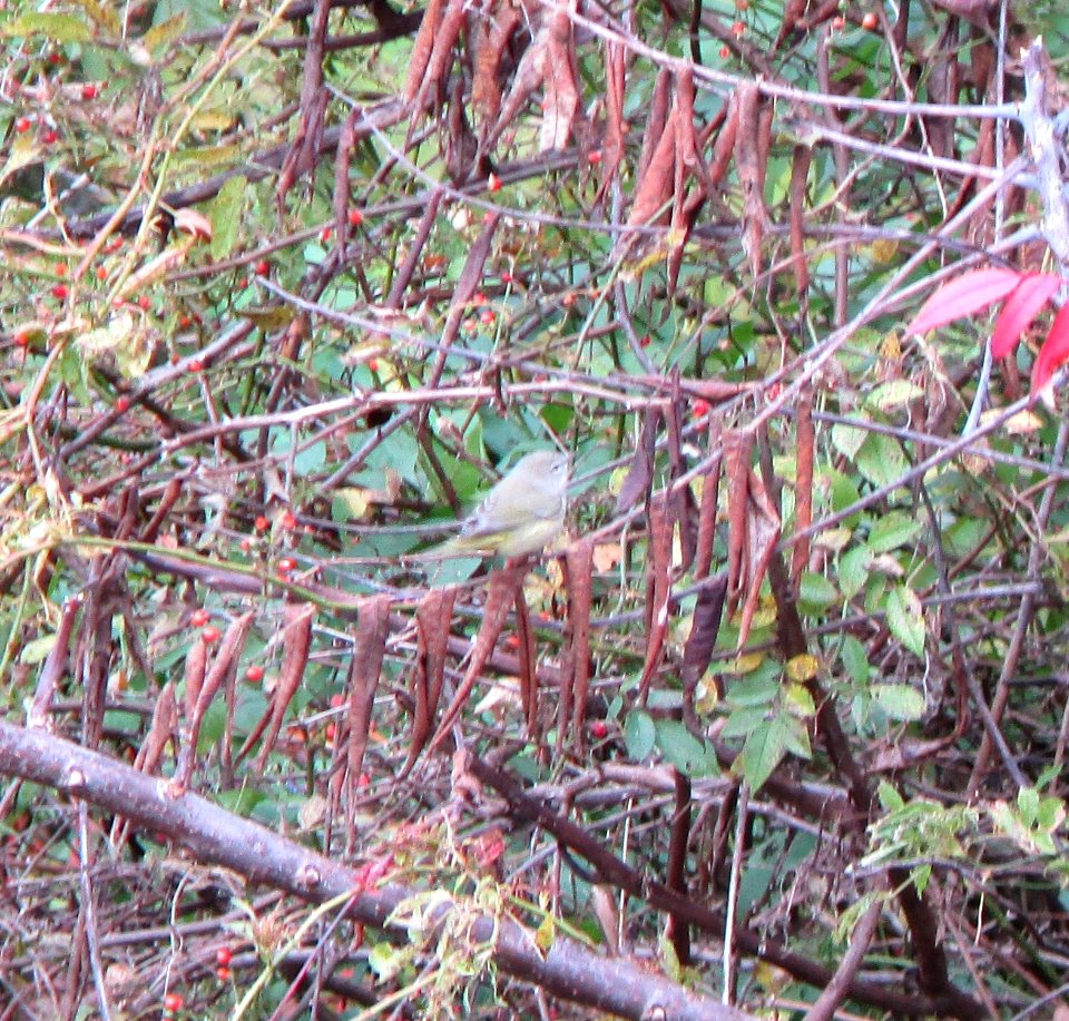 IMG 0362 c Orange-crowned Warbler  Bourbonnais IL 10-21-2014
