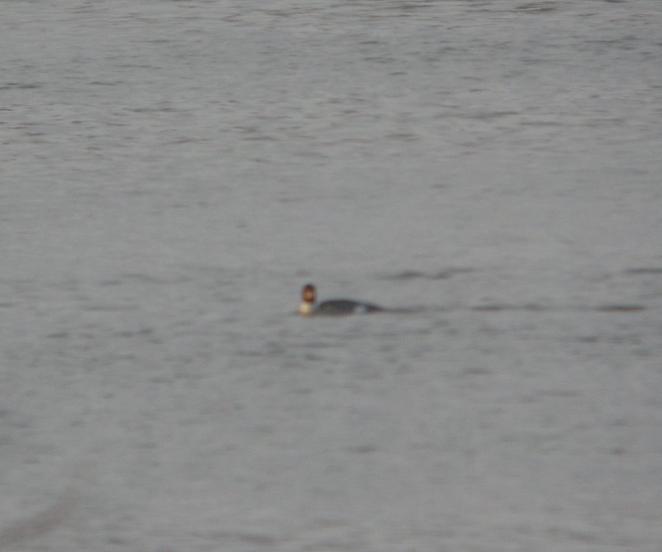 DSCN5066 c Common Merganser Braidwood Lake IL 12-4-2014
