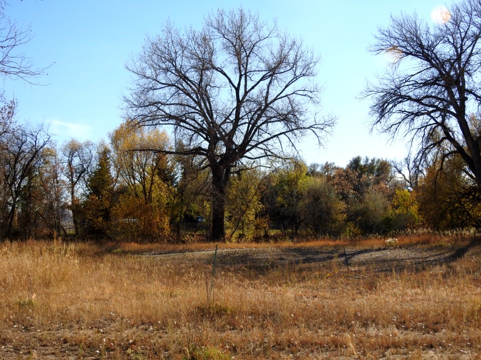 Springer Natural Area - Fort Collins.