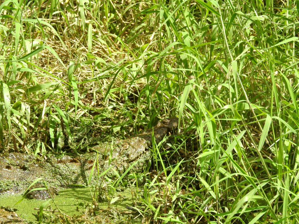 Costa Rica's Spyrogyra and Zoo