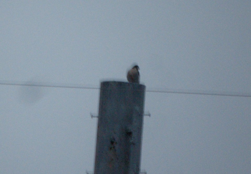 DSCN5423 c Peregrine Falcon  Kankakee IL 12-25-2014
