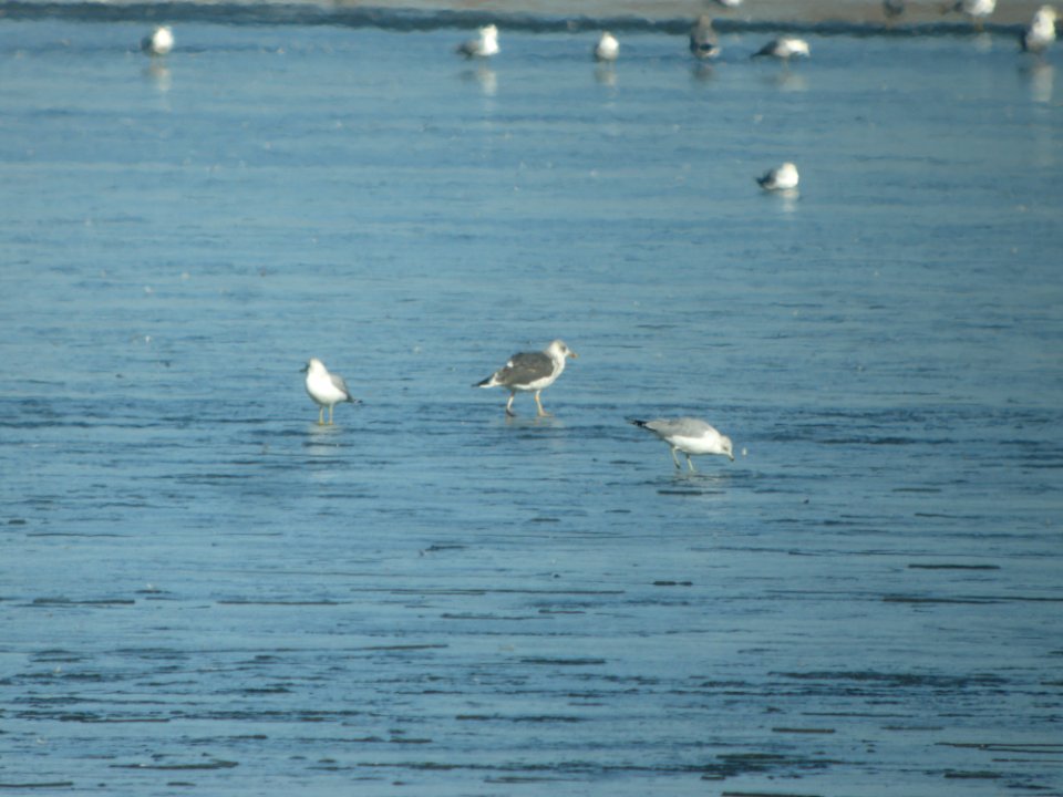 DSCN5382 Lesser Black-backed Gull Cherry Creek SP CO 12-12-2014