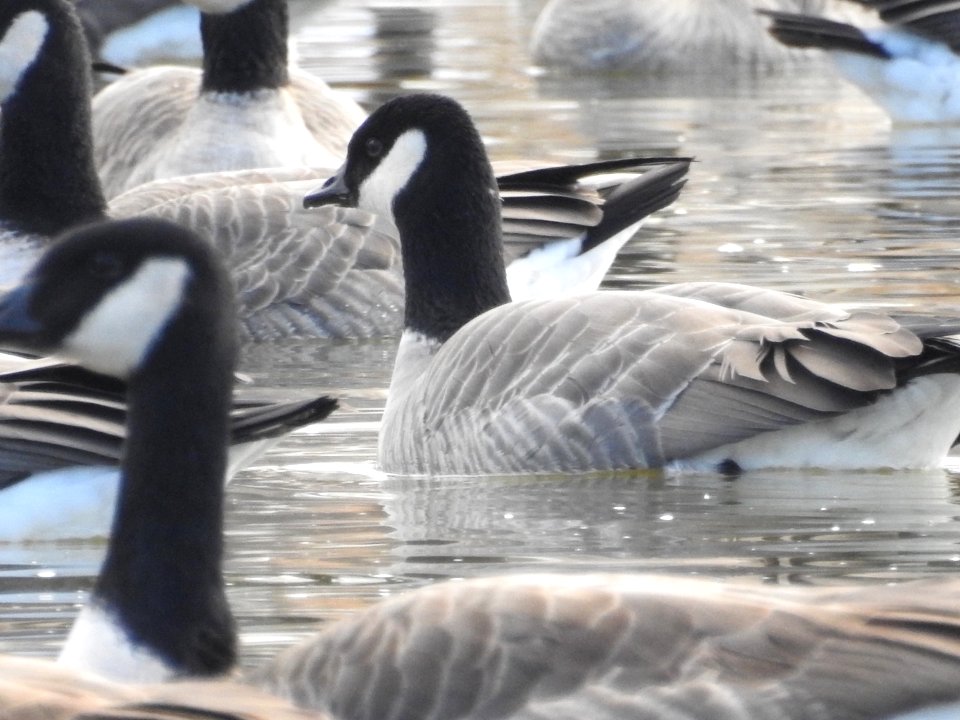 The Canadian Geese from Warren Park