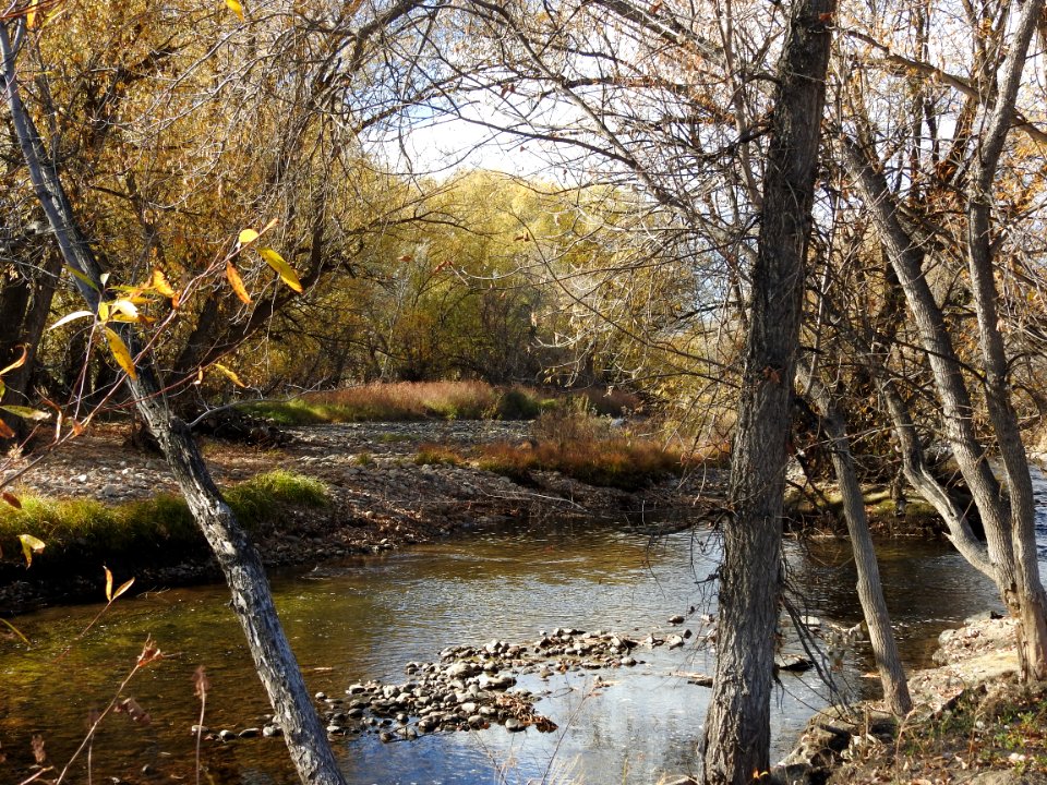 Springer Natural Area - Fort Collins.