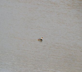 IMG 0604 c Horned Grebe  Kankakee IL 11-7-2014