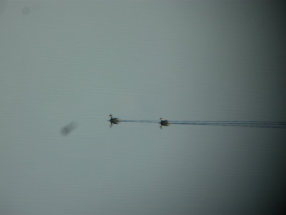 DSCN5308 Eared Grebe Standley Lake CO 12-10-2014