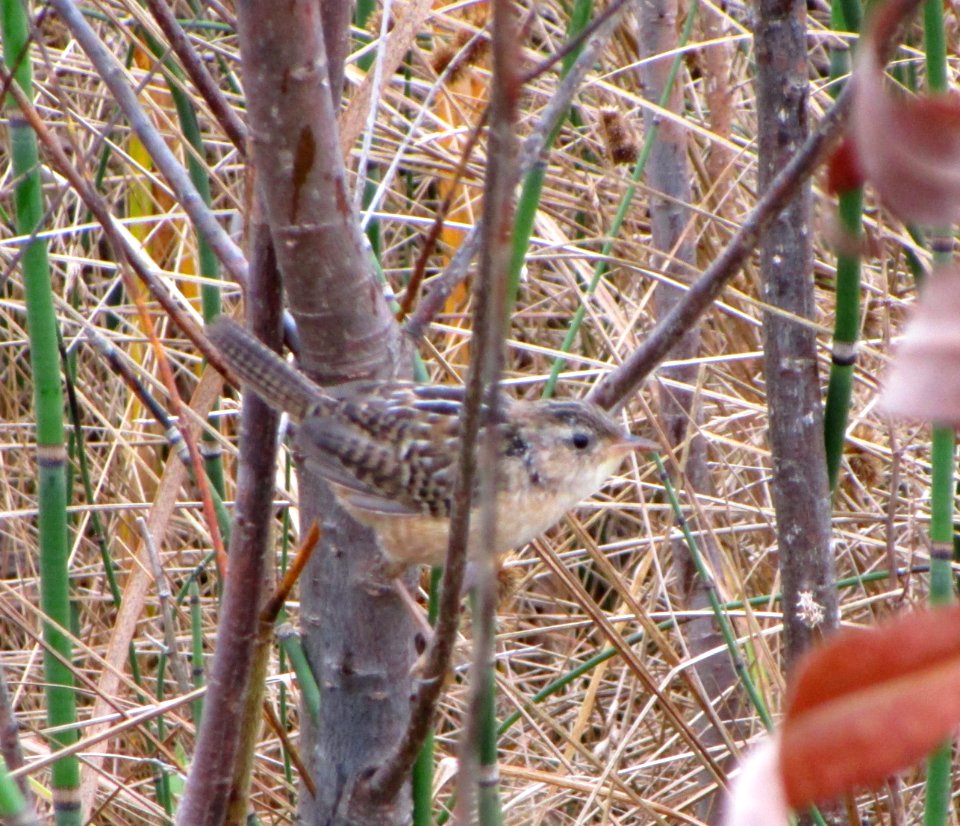 IMG 0336 c Sedge Wren TNC Kankakee Sands IN 10-18-2014