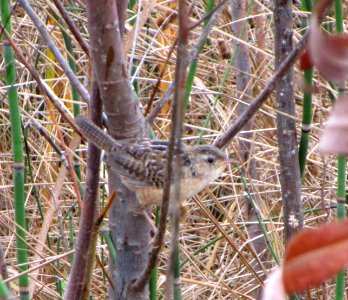 IMG 0336 c Sedge Wren TNC Kankakee Sands IN 10-18-2014