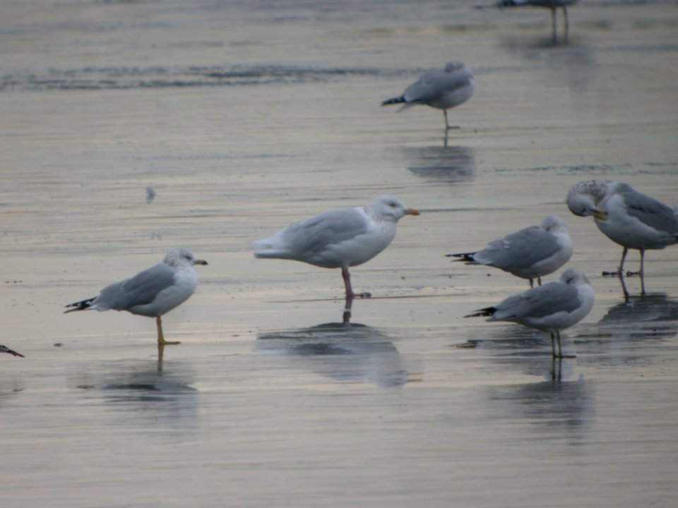 DSCN5263 Glaucous Gull Cherry Creek SP CO 12-9-2014