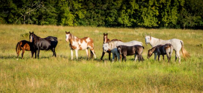 Day 280 - All the Pretty Horses